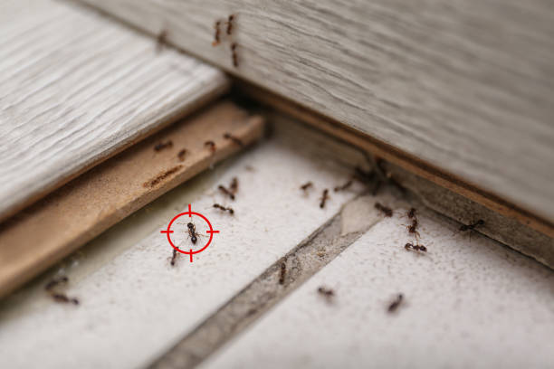 Best Flea Control Services  in Meriden, CT